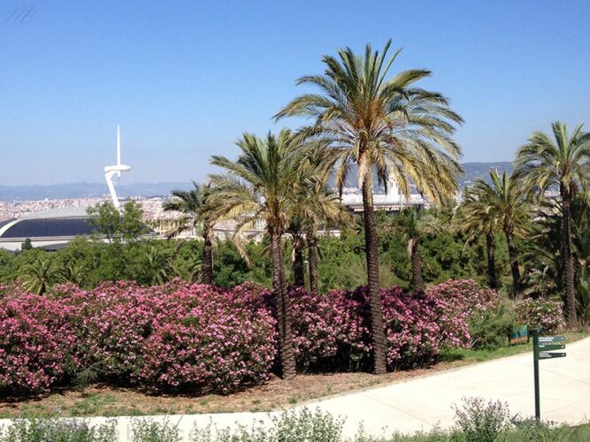 حديقة برشلونة النباتية